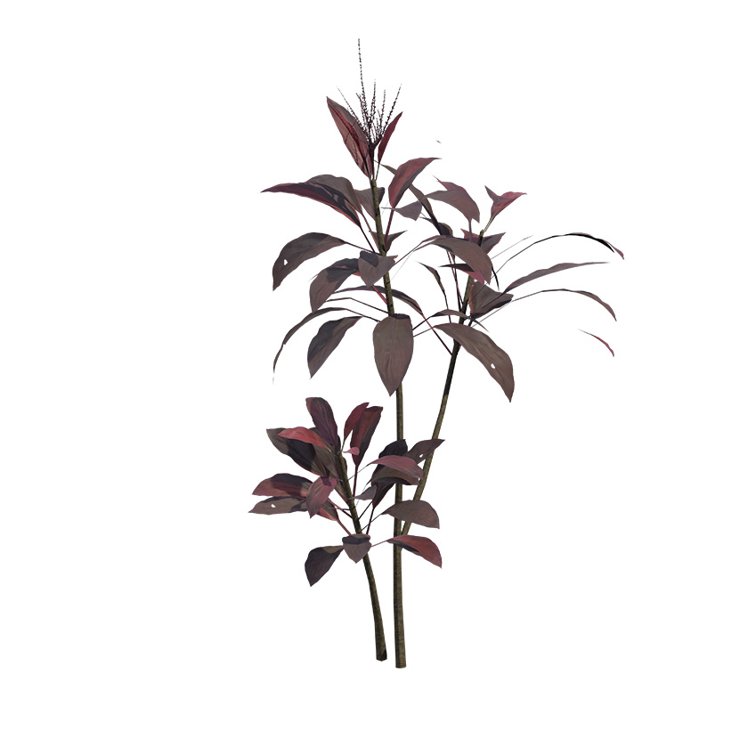 Cordyline fruticosa - Ti Plant 03